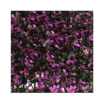 Muro Verde Garden Craft Perdura Solei Lila 3 Metros Cuadrados