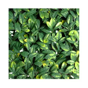 Muro Verde Garden Craft Perdura Auri Limu 50x50 3 Metros Cuadrados