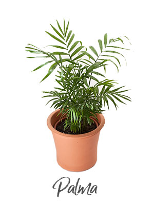 planta tipo palma