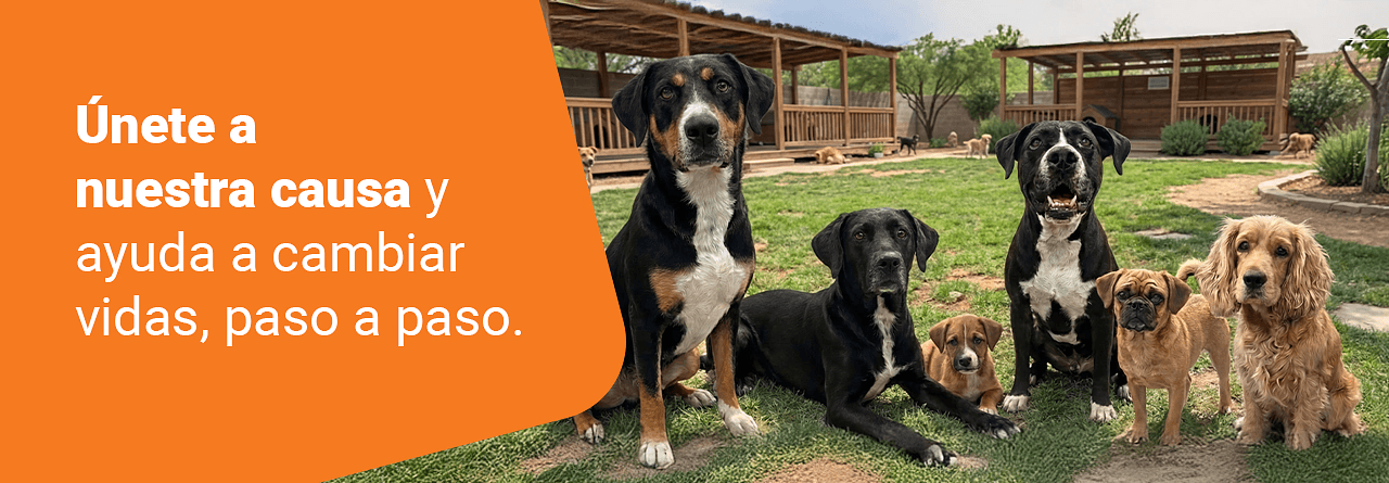 Gracias portu donación