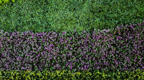 ¿Cómo instalar un muro verde?