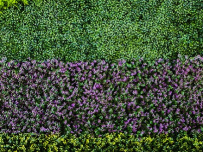 ¿Cómo instalar un muro verde?